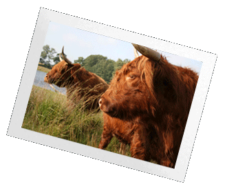 Highland Cows in Scotland